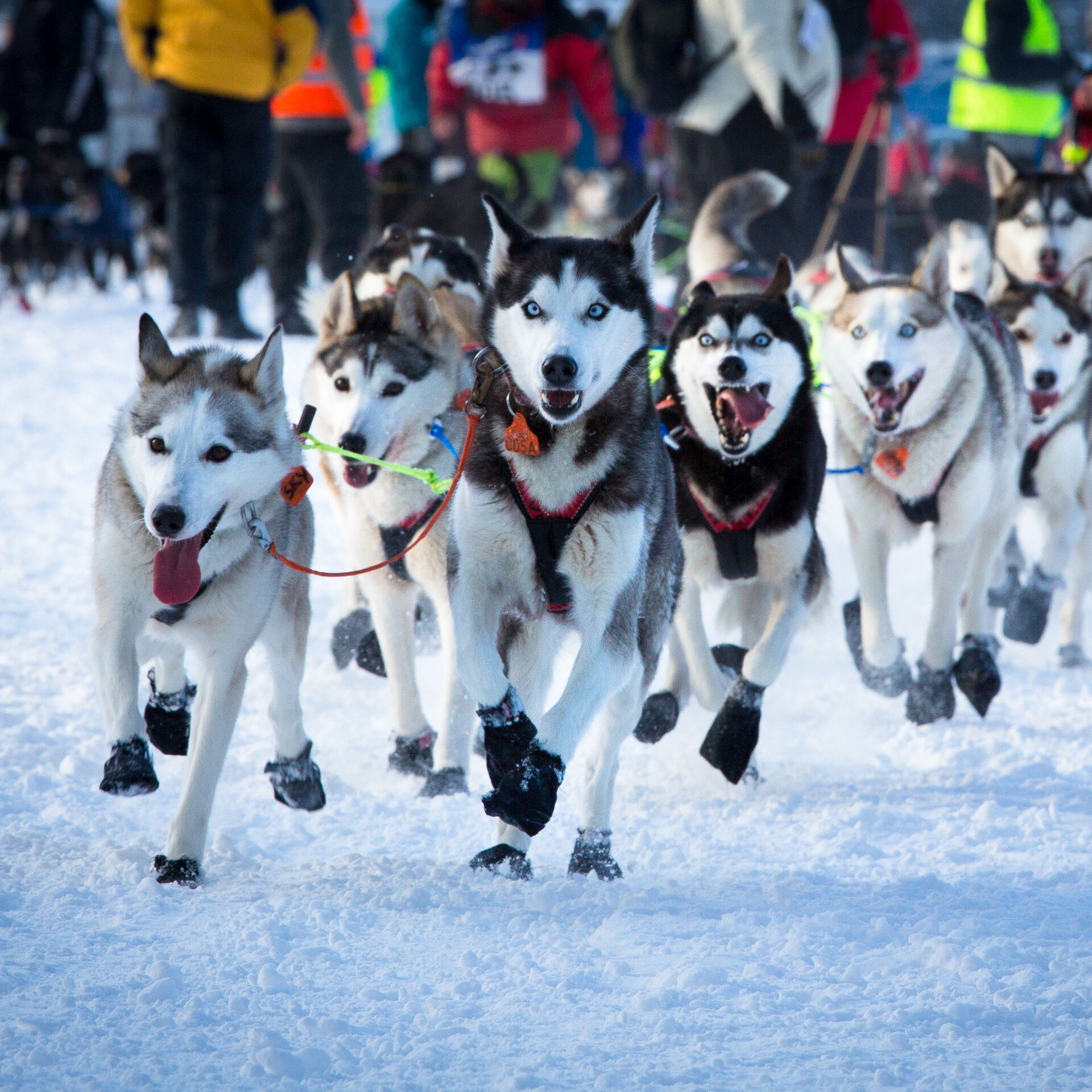 Hundeslede med hunder som løper