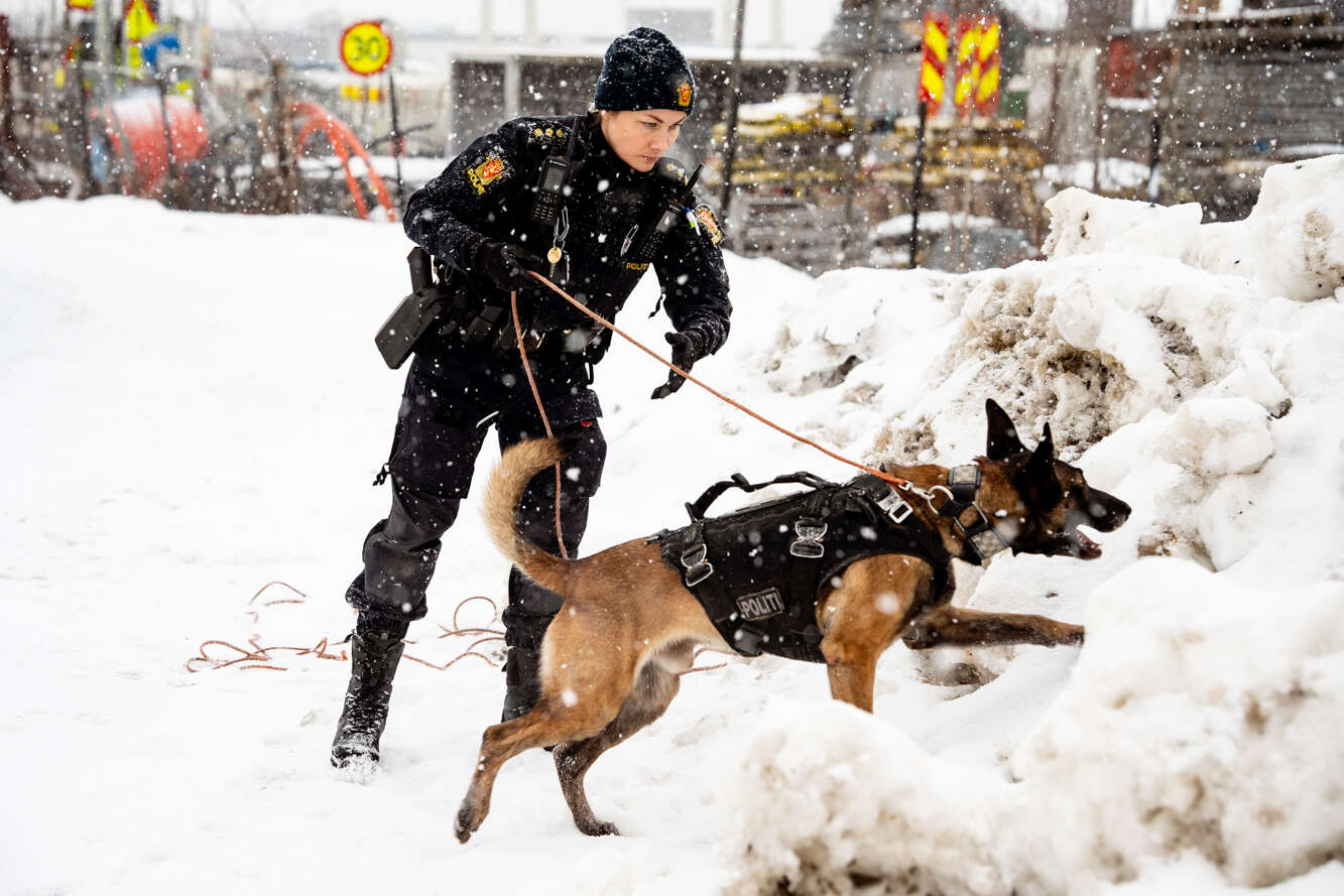 spor,patrulje,hund,opertivt