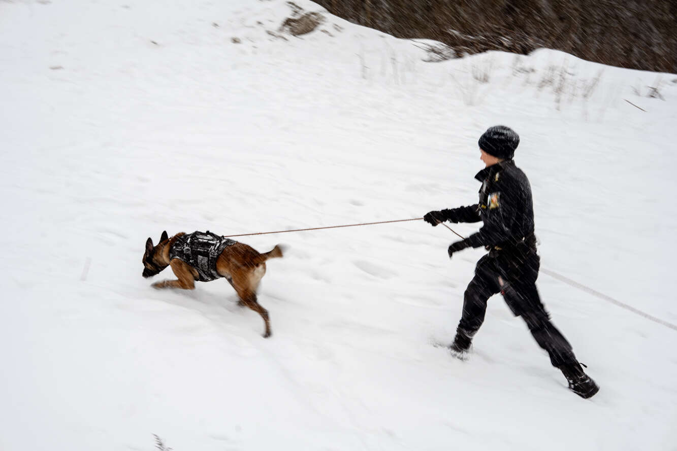politihund,søk,opertivt,politidame